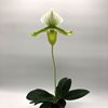 paphiopedilum maudiae green